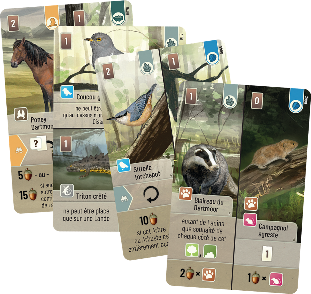 FORET MIXTE : DARTMOOR