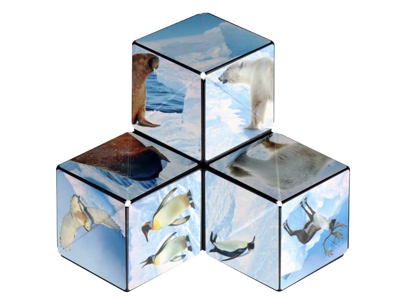 SHASHIBO ARCTIC